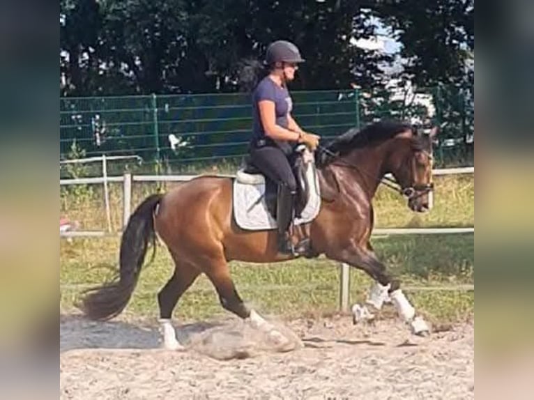 German Riding Pony Gelding 5 years 14,2 hh Bay-Dark in Esens