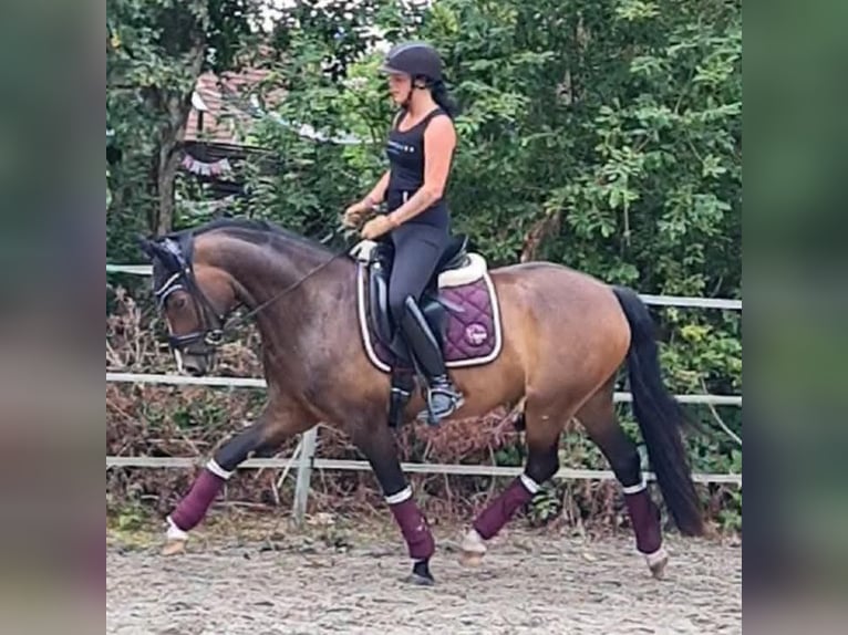 German Riding Pony Gelding 5 years 14,2 hh Bay-Dark in Esens