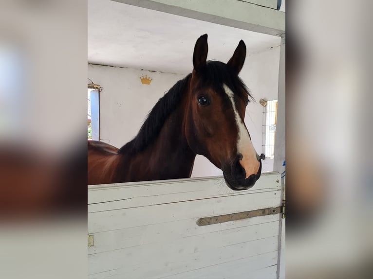 German Riding Pony Gelding 5 years 14,2 hh Bay-Dark in Esens