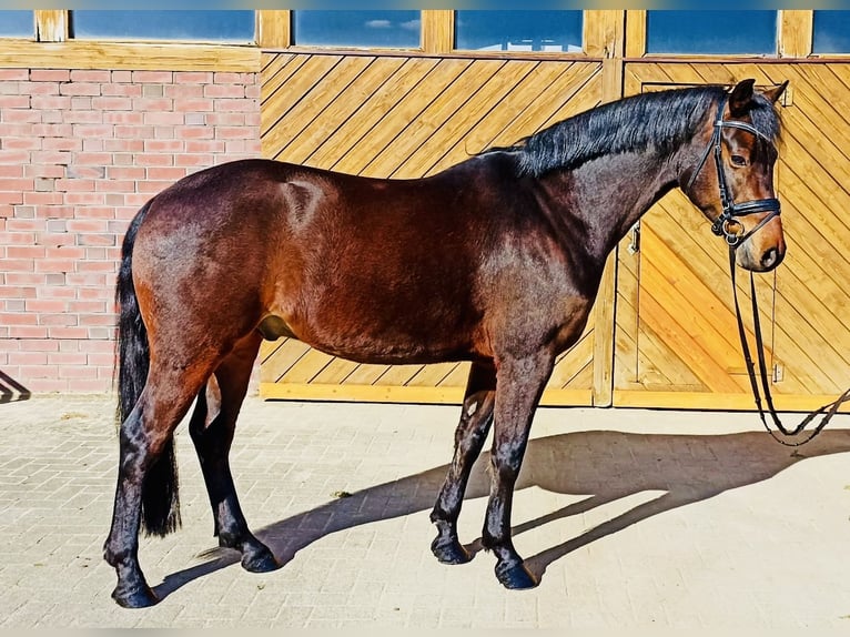 German Riding Pony Gelding 5 years 14.2 hh Bay-Dark in Großenkneten