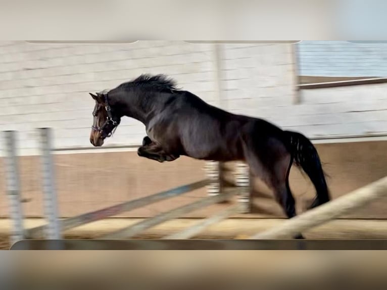 German Riding Pony Gelding 5 years 14.2 hh Bay-Dark in Großenkneten