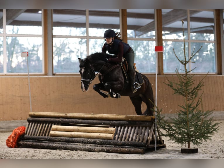 German Riding Pony Gelding 5 years 14,2 hh Black in Deinstedt