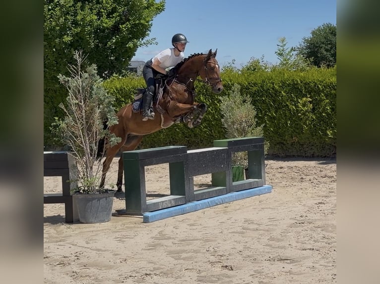 German Riding Pony Gelding 5 years 14.2 hh Brown in Lustadt