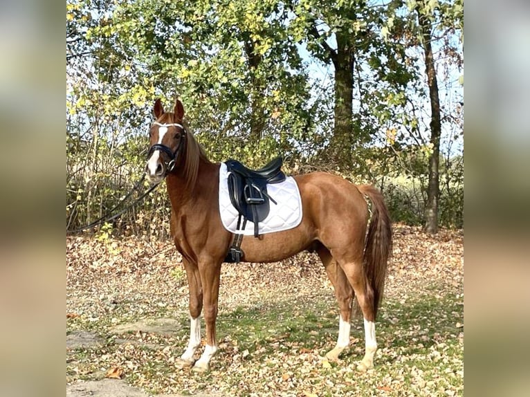 German Riding Pony Gelding 5 years 14,2 hh Chestnut in Stöckse