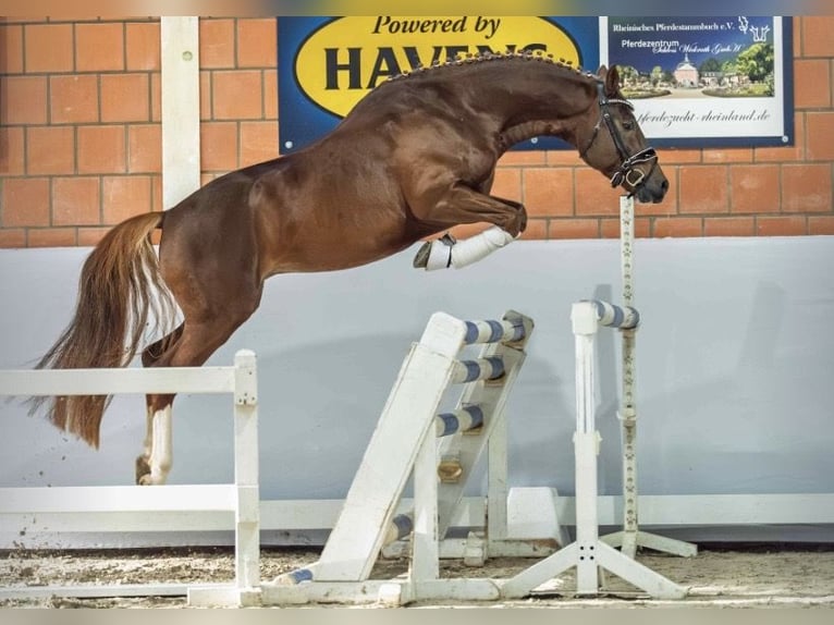 German Riding Pony Gelding 5 years 14.2 hh Chestnut in Ruppichteroth