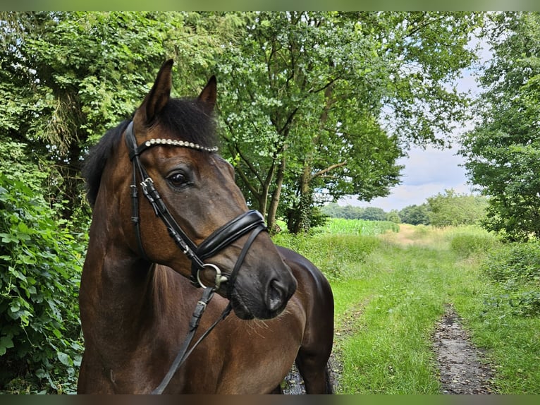 German Riding Pony Gelding 5 years 14,2 hh Chestnut in Wardenburg
