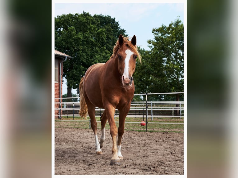German Riding Pony Gelding 5 years 14.2 hh Chestnut-Red in Herzebrock-Clarholz