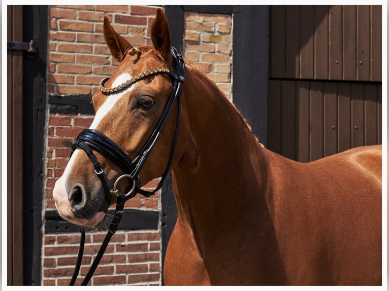 German Riding Pony Gelding 5 years 14.2 hh Chestnut-Red in Herzebrock-Clarholz