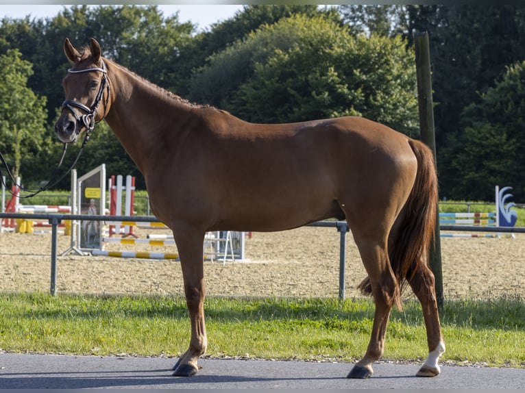 German Riding Pony Gelding 5 years 14,2 hh Chestnut-Red in Bad Bentheim