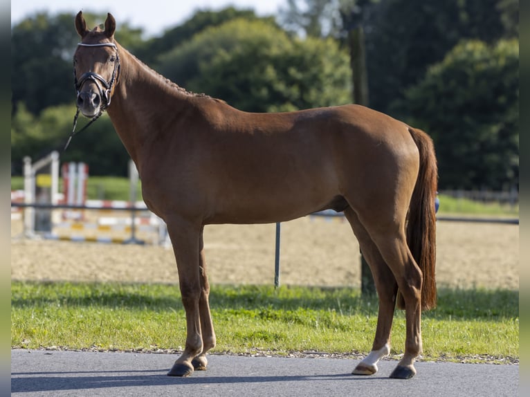 German Riding Pony Gelding 5 years 14,2 hh Chestnut-Red in Bad Bentheim