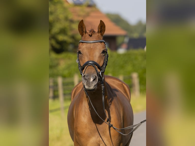 German Riding Pony Gelding 5 years 14,2 hh Chestnut-Red in Bad Bentheim