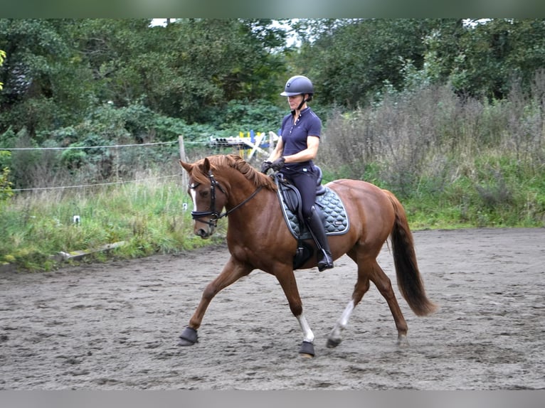 German Riding Pony Gelding 5 years 14.2 hh Chestnut-Red in Nübel