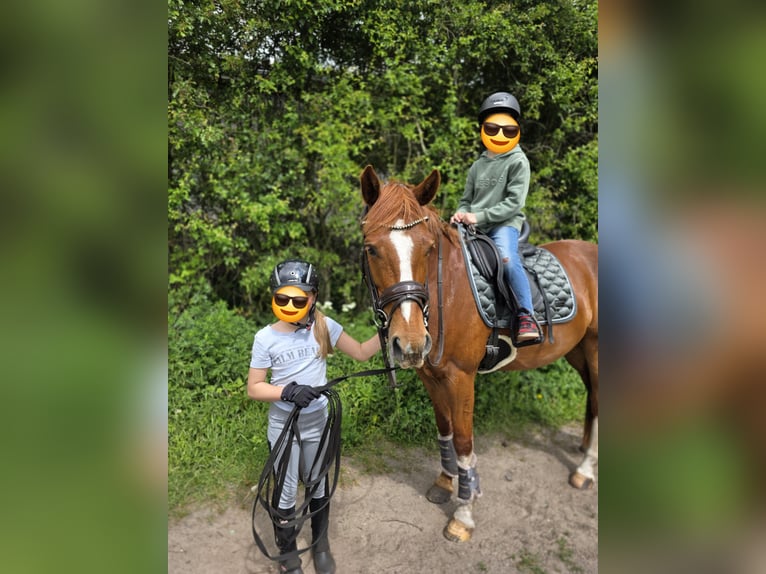 German Riding Pony Gelding 5 years 14.2 hh Chestnut-Red in Nübel