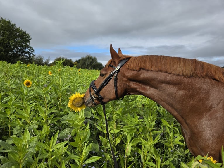 German Riding Pony Gelding 5 years 14.2 hh Chestnut-Red in Nübel