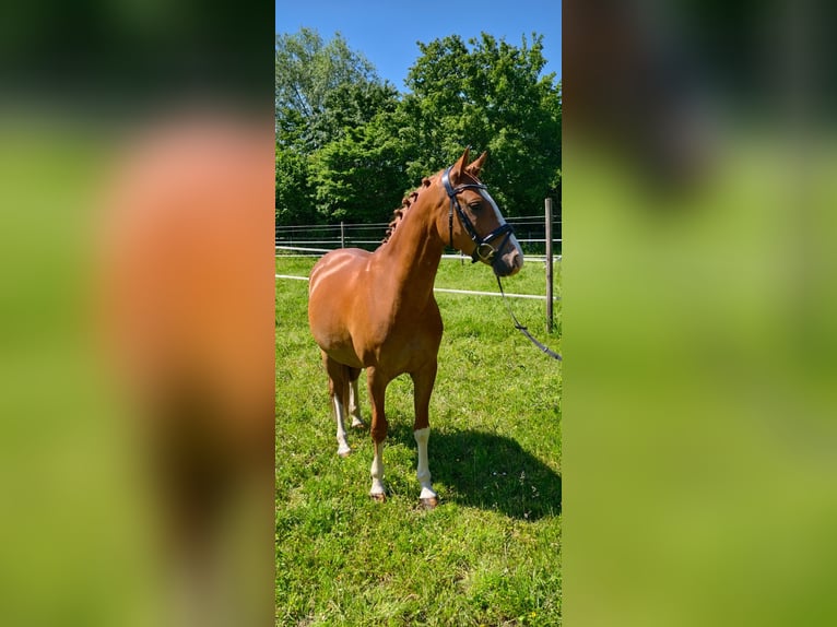 German Riding Pony Gelding 5 years 14.2 hh Chestnut-Red in Waiblingen