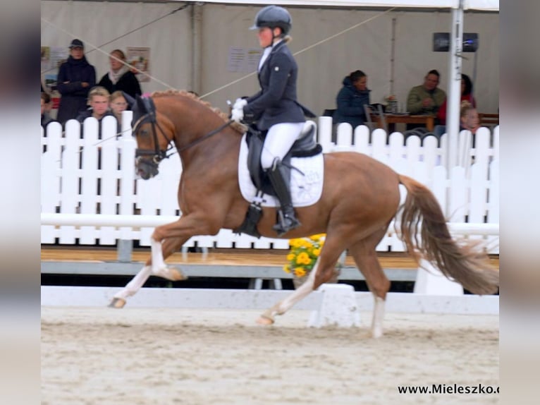 German Riding Pony Gelding 5 years 14,2 hh Chestnut-Red in Warendorf