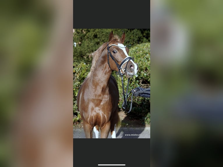 German Riding Pony Gelding 5 years 14,2 hh Chestnut-Red in Warendorf