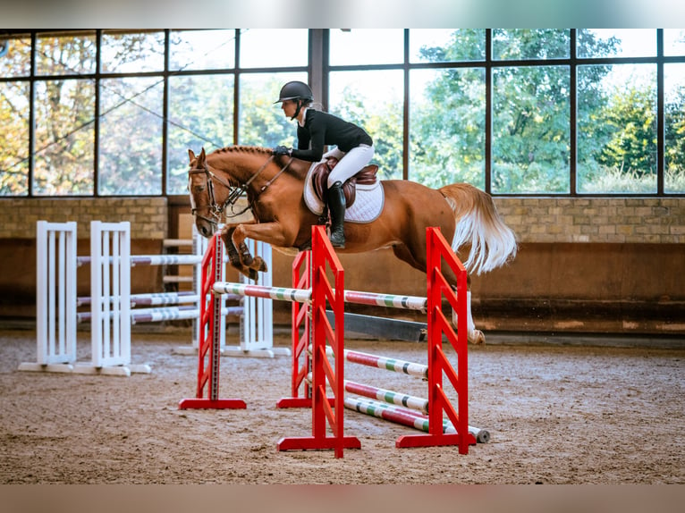 German Riding Pony Gelding 5 years 14,2 hh Chestnut-Red in Marsberg