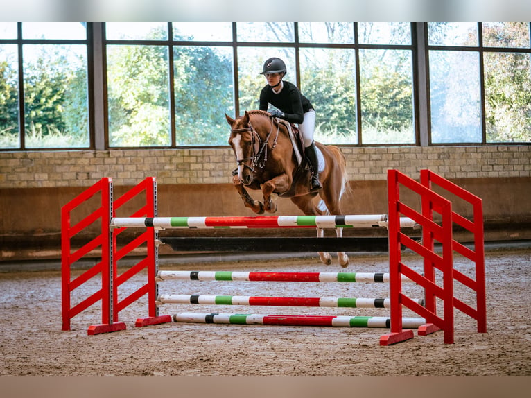 German Riding Pony Gelding 5 years 14,2 hh Chestnut-Red in Marsberg