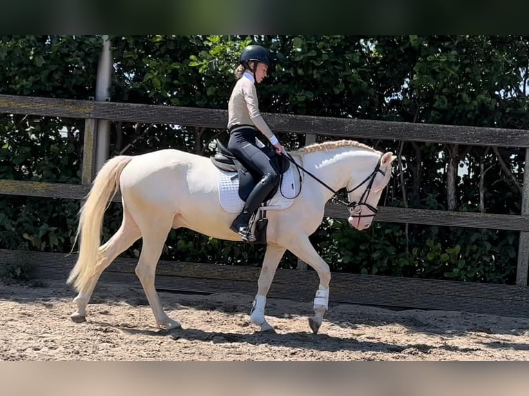 German Riding Pony Mix Gelding 5 years 14,2 hh Cremello in Sm