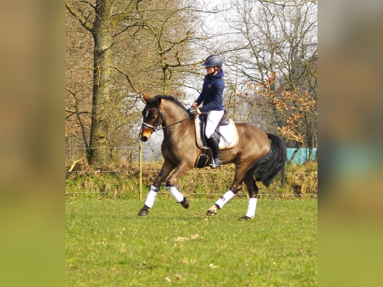 German Riding Pony Gelding 5 years 14,2 hh in Krumstedt