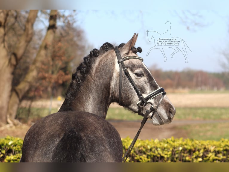 German Riding Pony Gelding 5 years 14.2 hh Grey in Reeßum