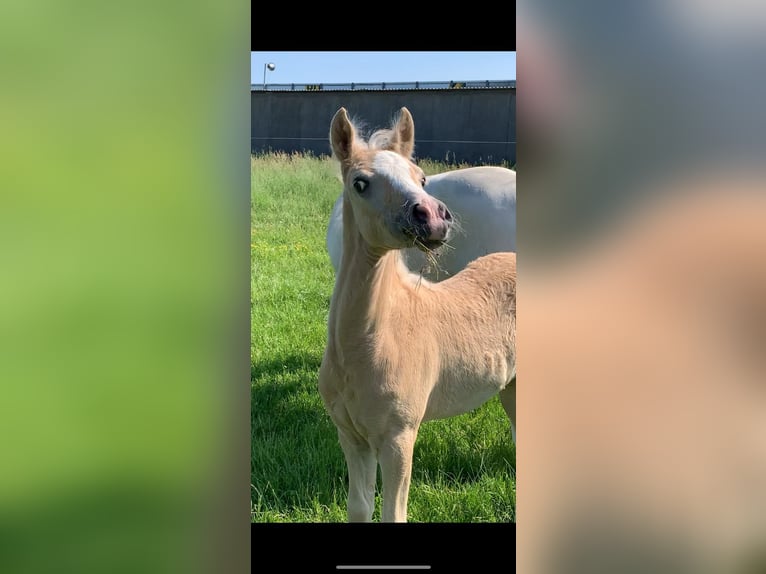 German Riding Pony Gelding 5 years 14.2 hh Grey-Fleabitten in Seckach