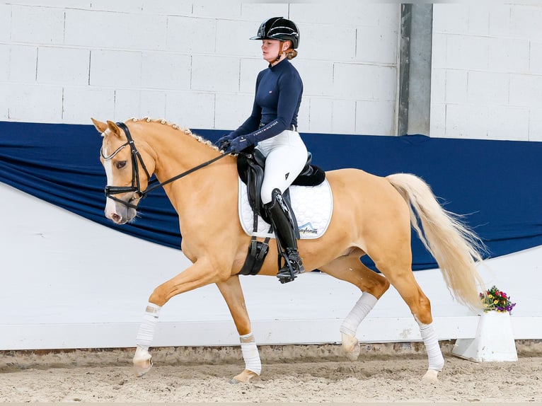German Riding Pony Gelding 5 years 14.2 hh Palomino in Marsberg