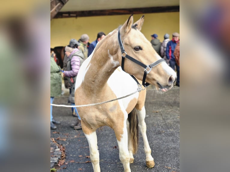 German Riding Pony Gelding 5 years 14.2 hh Pinto in Dörth