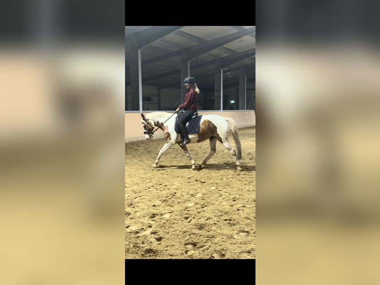 German Riding Pony Mix Gelding 5 years 14.2 hh Pinto in Oberlangen