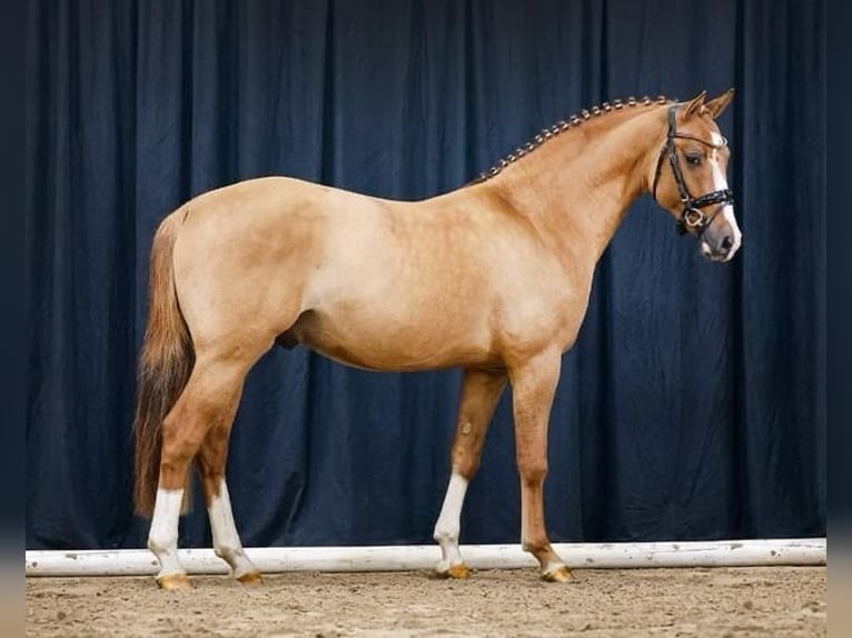 German Riding Pony Gelding 5 years 14.2 hh Red Dun in Drackenstein