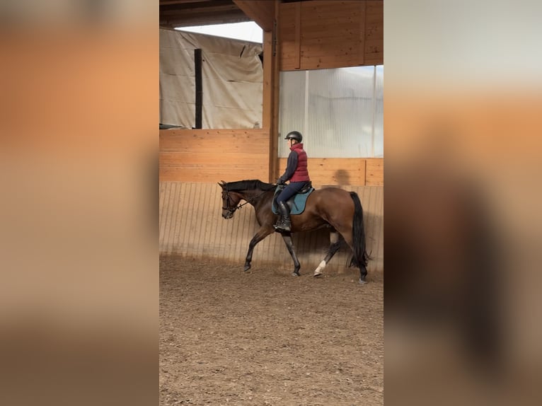 German Riding Pony Gelding 5 years 14,3 hh Brown in Egelsbach