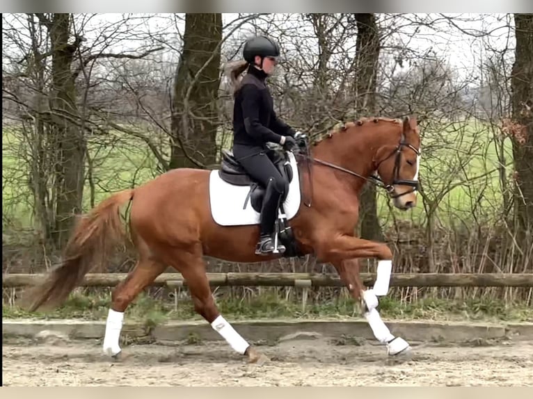 German Riding Pony Gelding 5 years 14,3 hh Chestnut-Red in Handewitt