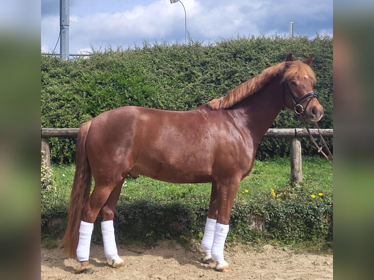 German Riding Pony Gelding 5 years 14,3 hh Chestnut-Red in Schwelm