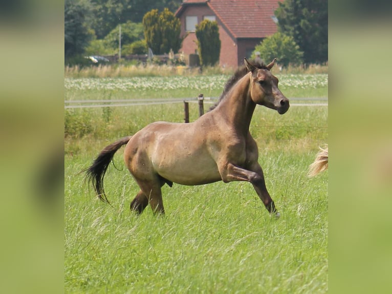 German Riding Pony Gelding 5 years 14,3 hh Dun in Tönisvorst
