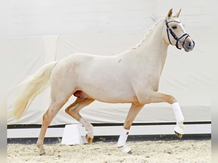 German Riding Pony Gelding 5 years 14.3 hh Palomino in Delitzsch