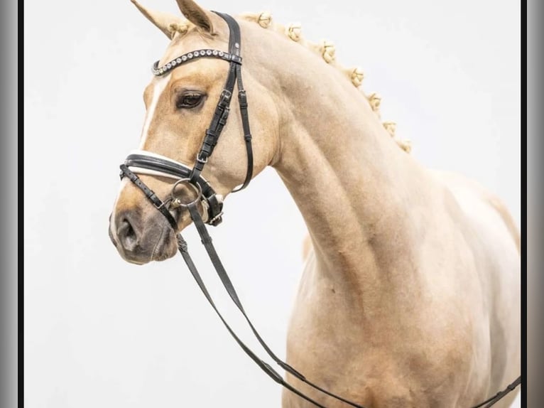 German Riding Pony Gelding 5 years 14.3 hh Palomino in Delitzsch
