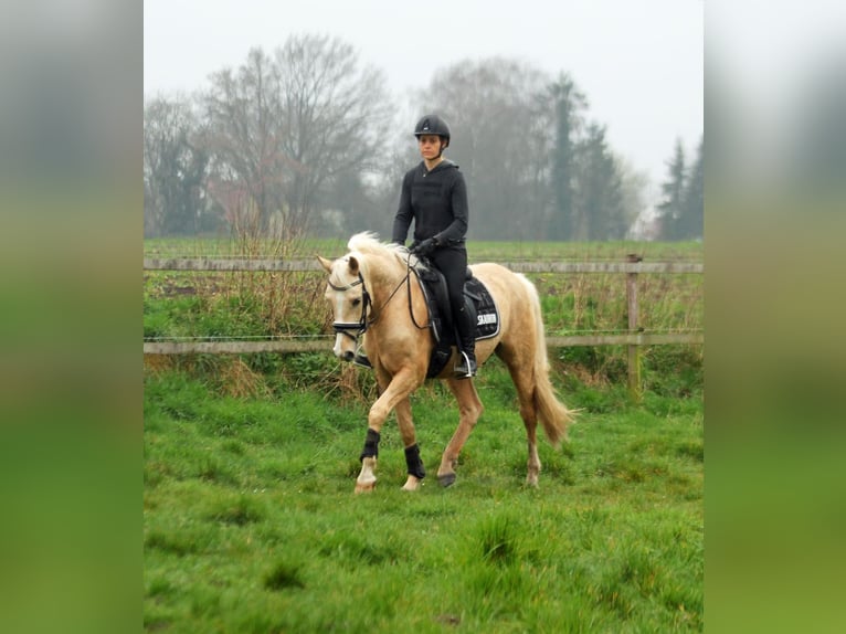 German Riding Pony Gelding 5 years 14,3 hh Palomino in Wagenfeld