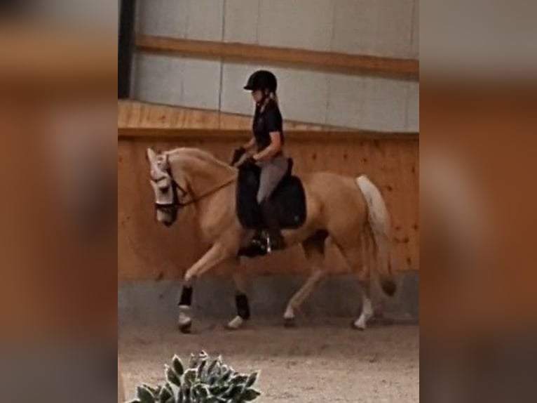 German Riding Pony Gelding 5 years 14,3 hh Palomino in Wagenfeld