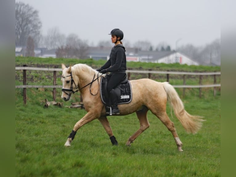 German Riding Pony Gelding 5 years 14,3 hh Palomino in Wagenfeld