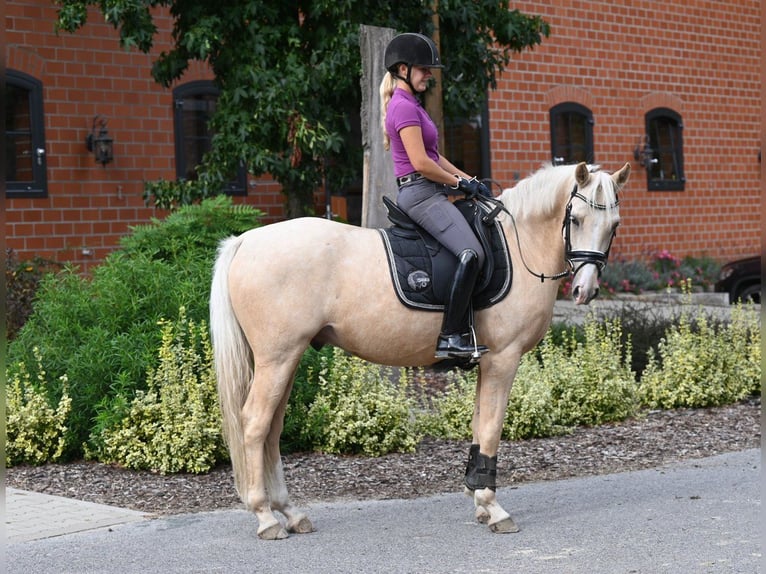 German Riding Pony Gelding 5 years 14,3 hh Palomino in Wagenfeld