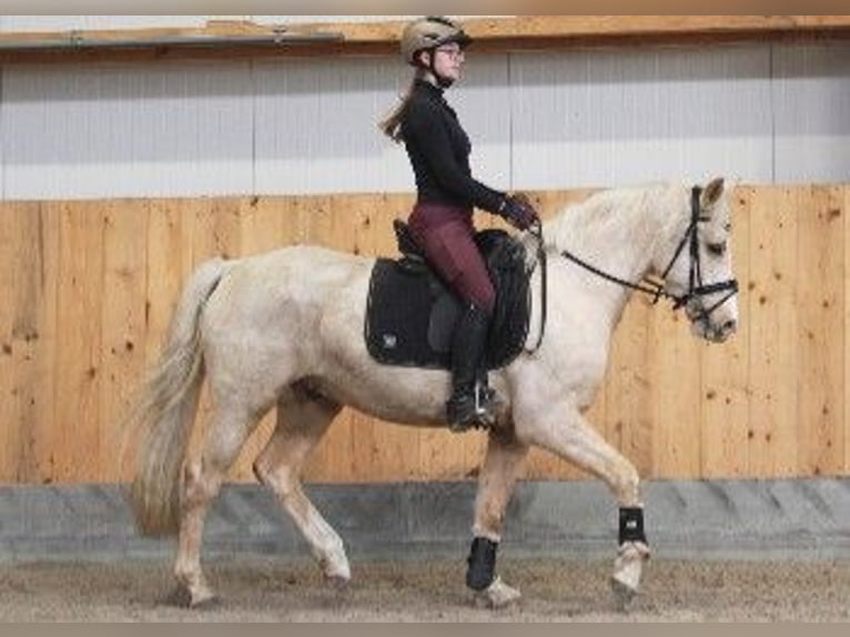 German Riding Pony Gelding 5 years 14,3 hh Palomino in Wagenfeld