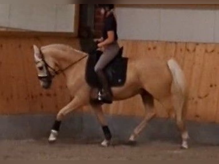 German Riding Pony Gelding 5 years 14,3 hh Palomino in Wagenfeld