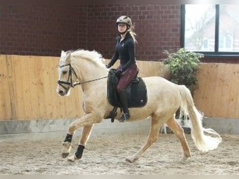 German Riding Pony Gelding 5 years 14,3 hh Palomino in Wagenfeld