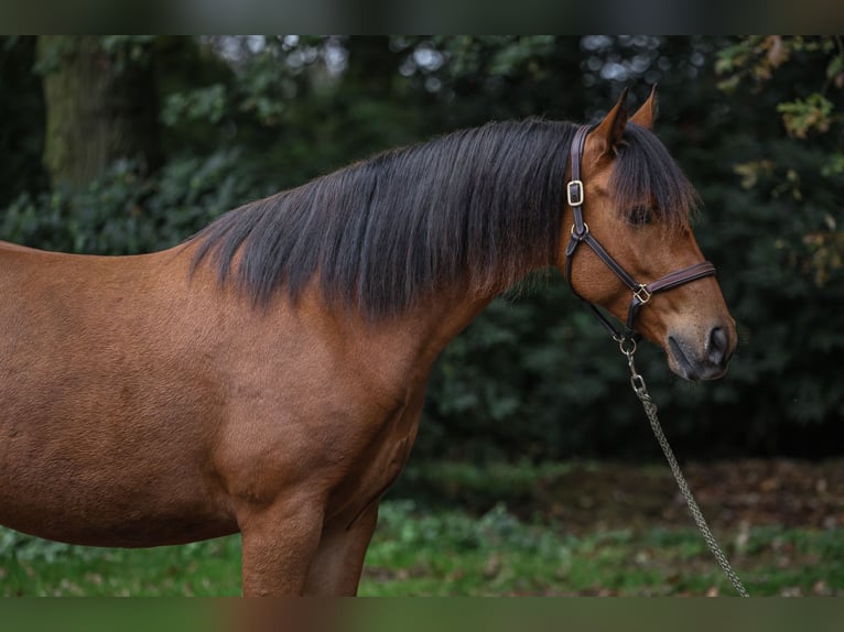 German Riding Pony Mix Gelding 5 years 14 hh Brown in Andervenne