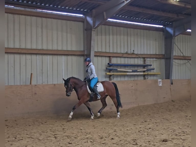 German Riding Pony Gelding 5 years 14 hh Brown in Mülheim an der Ruhr