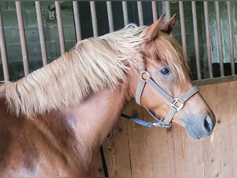 German Riding Pony Gelding 5 years 14 hh Chestnut-Red in Straelen