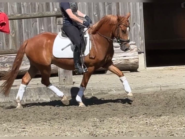 German Riding Pony Gelding 5 years 14 hh Chestnut-Red in Wesselburenerkoog