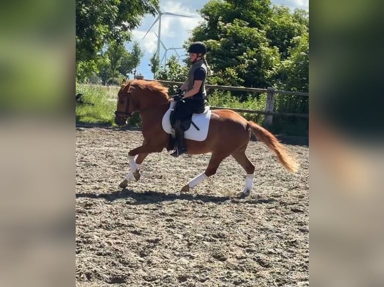German Riding Pony Gelding 5 years 14 hh Chestnut-Red in Wesselburenerkoog