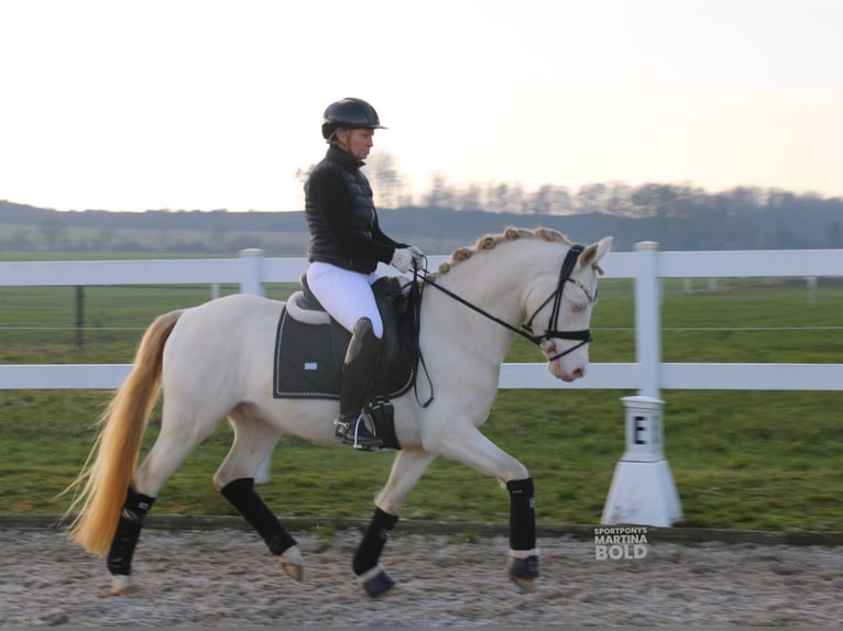 German Riding Pony Gelding 5 years 14 hh Cremello in Recke, bei Osnabrück